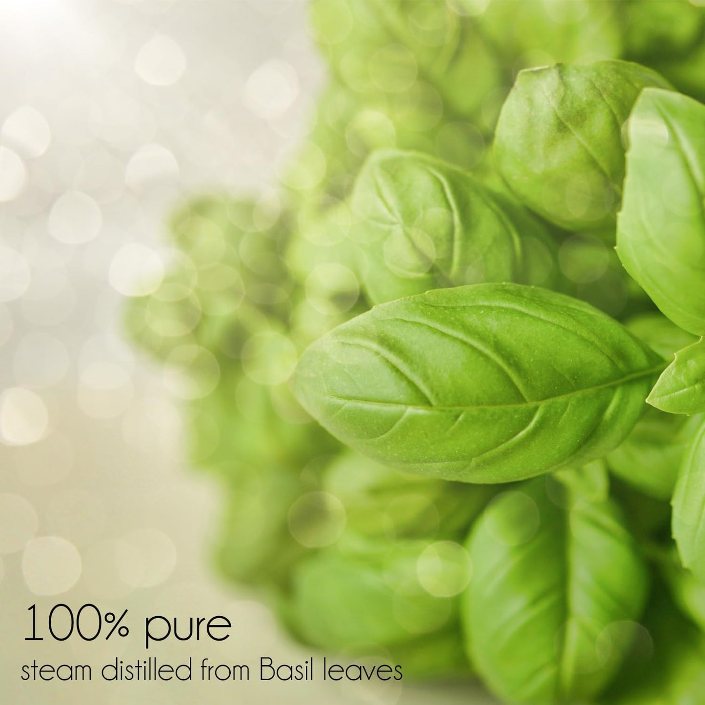 Basil Essential Oil – 16 fl oz (473 ml) Amber Glass Bottle – 100% Pure, Undiluted, Therapeutic Grade – Fresh, Herbaceous Aroma – GreenHealth