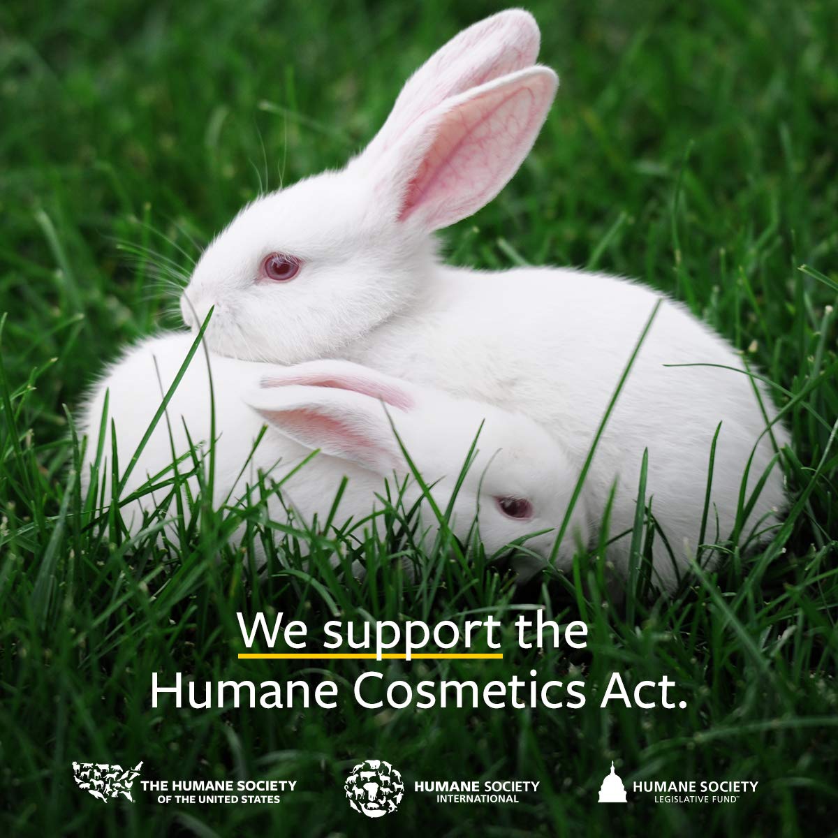 US Organic Sea Buckthorn Berry (Fruit) Oil, Supercritical CO2 extracted, USDA Certified Organic,100% Pure Virgin, Unrefined in Amber Glass Bottle, Face, Hair, spot Treatment, Anti Aging, 2 oz (56 ml)