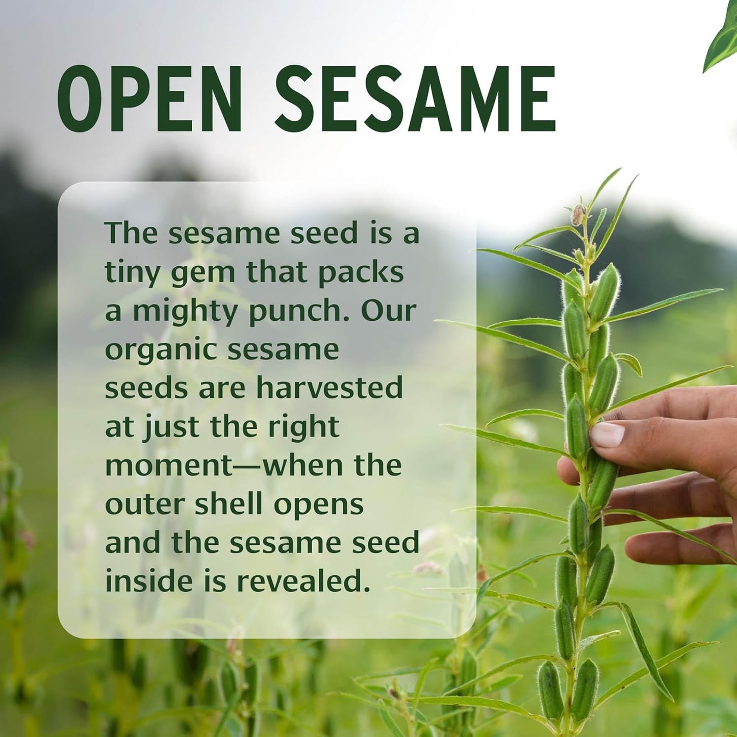 Banyan Botanicals Sesame Oil – Organic & Unrefined Sesame Oil for Skin, Body, Hair & More – Multiple Sizes – 8 oz – Non GMO Sustainably Sourced Vegan